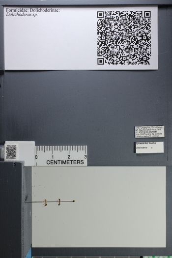 Media type: image;   Entomology 524866